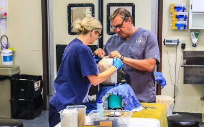 Gopher Tortoise Dorian has his shell fracture wrapped at the Georgia Sea Turtle Center