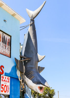 Great White Shark hanging in front of a store on Tybee Island along Coastal Georgia