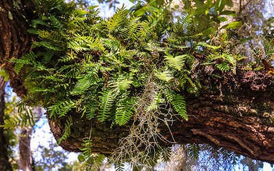 Ferns growing on the arm of a Live Oak in Fort Matanzas National Monument