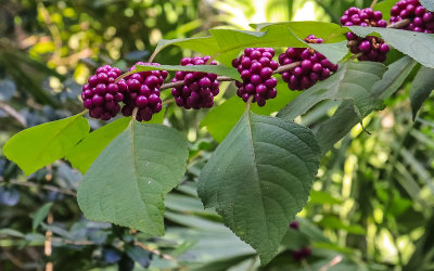 Beauty Berries along the Nature Trail in Fort Matanzas National Monument