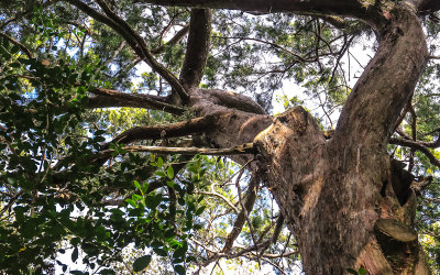 Eastern Red Cedar tree in Fort Matanzas National Monument
