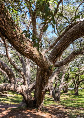 Live Oaks in Fort Matanzas National Monument