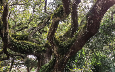 Live Oak covered by ferns in Fort Matanzas National Monument
