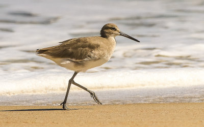 Willet on the beach in Anastasia State Park