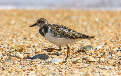 Ruddy Turnstone on a Bird Island beach in Anastasia State Park