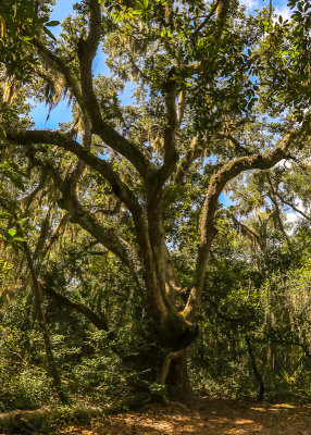A live Oak along the Ancient Dunes Trail in Anastasia State Park