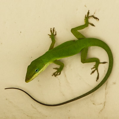 Lizard in a picnic area in Anastasia State Park