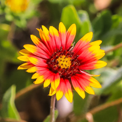 Flower in the Salt Run in Anastasia State Park