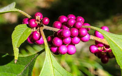 Beauty Berries along the Ancient Dunes Trail in Anastasia State Park