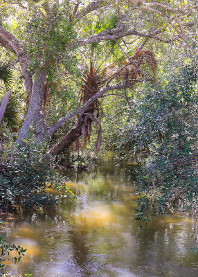 Trees and brush along a creek in Anastasia State Park