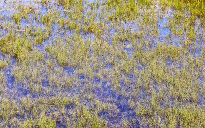 Salt Run marsh in Anastasia State Park