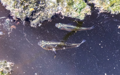 Fish in the Salt Run marsh in Anastasia State Park
