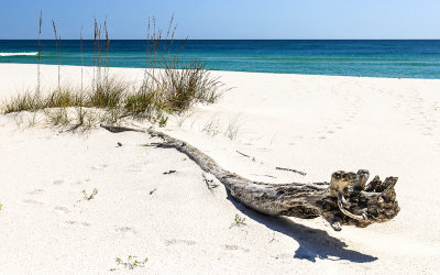 Driftwood and Sea Oats on a white sand beach in Gulf Islands National Seashore