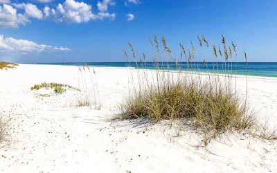 Sea Oats growing on a white quartz beach along the Gulf of Mexico in Gulf Islands National Seashore