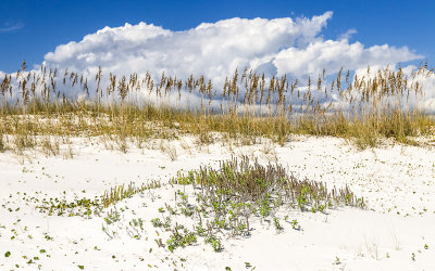 Clouds form over the Sea Oats covered sand dunes in Gulf Islands National Seashore