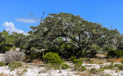 Trees and brush on Santa Rosa Island in Gulf Islands National Seashore