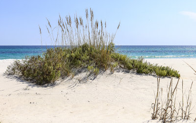 Sea Oats overlooking the Gulf of Mexico in Gulf Islands National Seashore