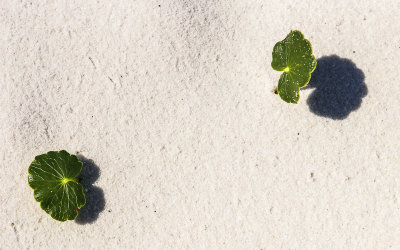 Plants growing out of the white quartz sands in Gulf Islands National Seashore