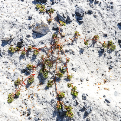 Vegetation reaching out over the sands in Gulf Islands National Seashore