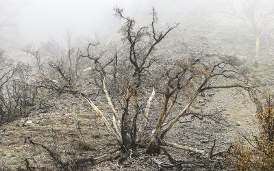Burnt bush and landscape in a fog near Forest Falls California