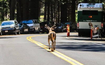 Deer walking the line in a crowded Yosemite National Park in California