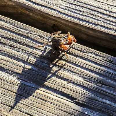 A crab casts a long shadow at sunset on a deck in St. Augustine Florida