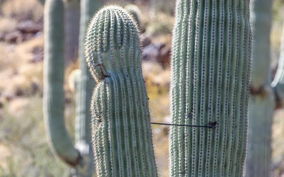 Arrow through the arm of a Saguaro Cactus in Saguaro National Park