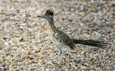 Roadrunner, Arizonas state bird, at a Tucson KOA RV Park