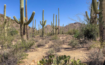 View of the desert in Saguaro National Park