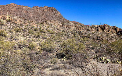 View of Tucson Mountain Park near Gates Pass