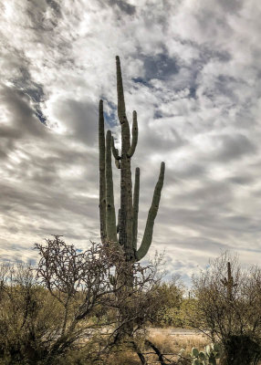Large Saguaro Cactus against a partly cloudy sky in Saguaro National Park - East