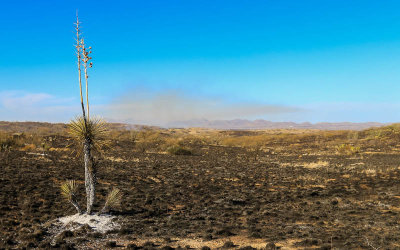 A blistered yucca plant with the prescribed burn smoking in the distance in Buenos Aires NWR