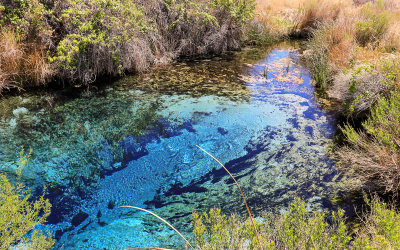 The clear blue water of Crystal Spring in Ash Meadows NWR