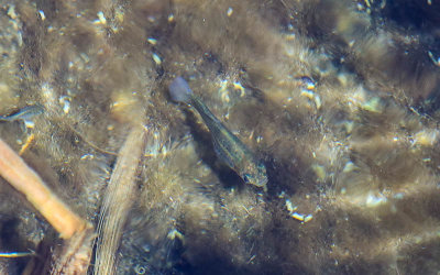 Amargosa Pupfish in Crystal Spring in Ash Meadows NWR
