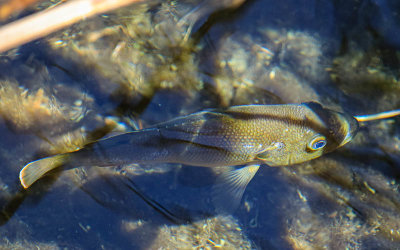 Non-native Western Mosquitofish in Crystal Spring in Ash Meadows NWR