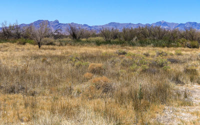 The Amargosa Range in Death Valley NP as viewed through Ash Meadows NWR