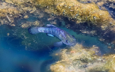 Amargosa Pupfish, bright blue during the mating season, in the Kings Pool in Ash Meadows NWR