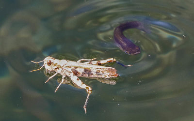 Amargosa Pupfish approaches a grasshopper in the Kings Pool in Ash Meadows NWR