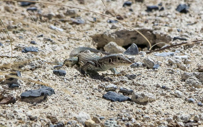 Lizard at Point of Rocks in Ash Meadows NWR