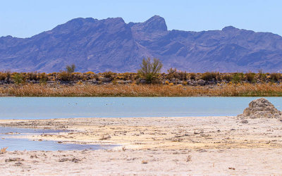 The Amargosa Range viewed across the Crystal Reservoir in Ash Meadows NWR