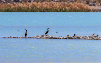 Birds on an island in the Crystal Reservoir in Ash Meadows NWR