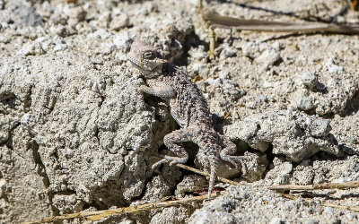 Horned Toad blending in on the white shores of the Crystal Reservoir in Ash Meadows NWR