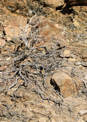Dead tree in Death Valley National Park