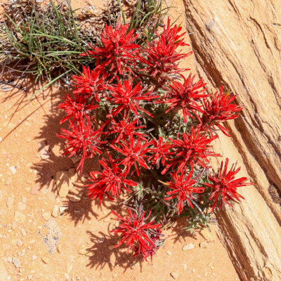 Flowers growing from a crack in the sandstone in Vermilion Cliffs National Monument