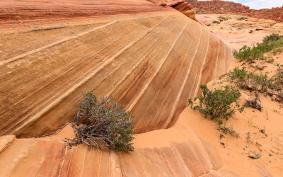 Bush grows out of a crack in a sandstone formation in Vermilion Cliffs National Monument