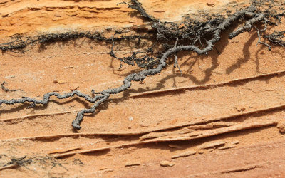 Gnarled plant roots growing from sandstone in Vermilion Cliffs National Monument