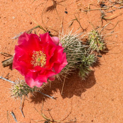 Prickly pear cactus blooms in Vermilion Cliffs National Monument