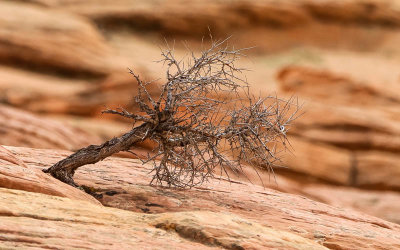 Twisted bush attached to a crack in the sandstone in Vermilion Cliffs National Monument