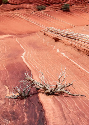 Dead trees in sandstone in Vermilion Cliffs National Monument