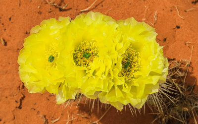 Cactus blooms on the trail to The Wave in Vermilion Cliffs National Monument
